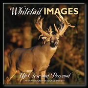 New Book Whitetail IMAGES